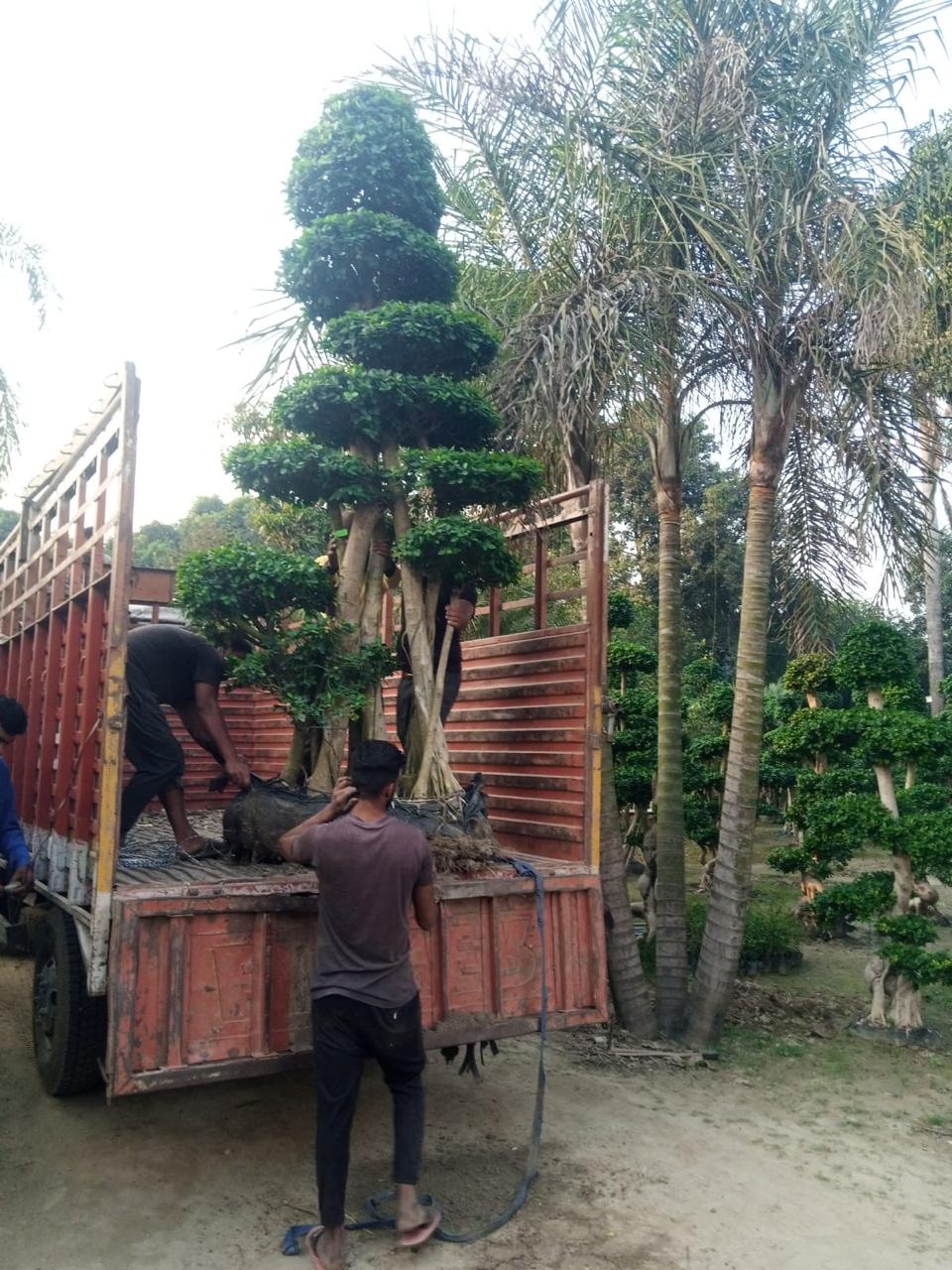 Topiary plants by Total Green Solutions — photo 2